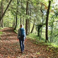 Der Weg führt durch den Wald