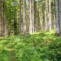 durch den wunderschönen Wald