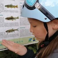 Was schwimmt, kriecht und fliegt denn da im Augebiet der Triesting