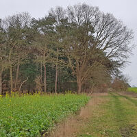 Wanderweg in Richtung vom Hohen Oerel