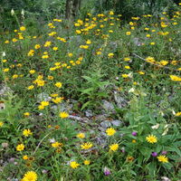 Flora: