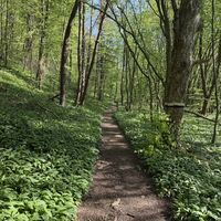 Einer der schönsten Bärlauch-Wegabschnitte (siehe auch Titelfoto). Heuer perfekt zur Bärlauchblüte! Disclaimer: Sammler bitte Obacht wegen Verwechslungsgefahr mit den Maiglöckerln!!