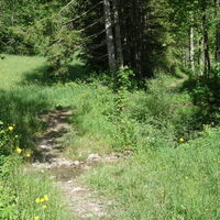 Am Wanderweg über die Wiese