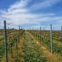Blick in den Weinberg