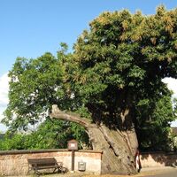 Kastanienbaum in Dannenfels - Das Dannenfelser Wahrzeichen