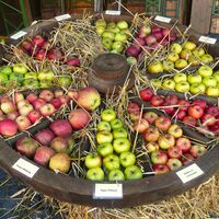 Holsteinische Äpfel auf dem Museumshof Lensahn