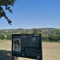 Schautafel