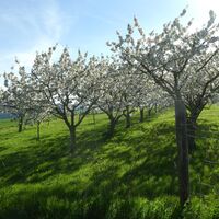 Kirschblüten bei Witzenhausen