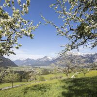 Sommer Pinzgerhof (4)