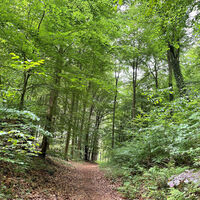 Waldweg im Rießel bei Bad Bevensen