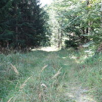 im Wald weglos zur nächsten Forststraße