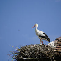 Storch am Affenberg