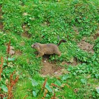 Eisenerzer Reichenstein und Krumpensee ab/bis Hirnalm
