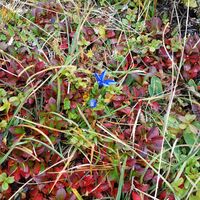 Flora im Herbst