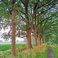 Wandern entlang und durch Baumalleen 