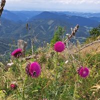 Flora mit Aussicht