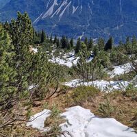 Beginnender Aufstieg vom oberen Plateau zum Gipfel in einer Latschengasse