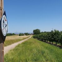 Obstplantage entlang des Storchenwanderwegs Winden