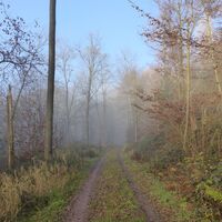Im Nebel ...