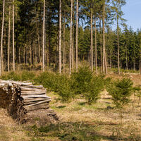 Lichtung mit Holzstoß