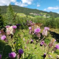 Natur pur