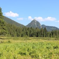 Hochmoor Schwarzentenn