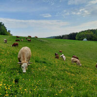 Die Tiere auf dem MaVi-Hof