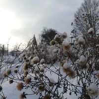 Planze mit Schneehaube bei Sonnenuntergang in Einbeck
