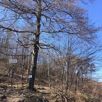 während die Karlsruhe verwächst