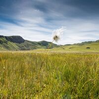 Wollgras auf der Clunerseeebene