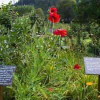 Bibelgarten in Lenne