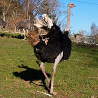 Südafrikanischer Blauhalsstrauß