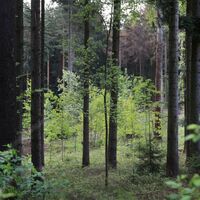 Fastenwandern