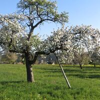 Streuobstwiese vor Zavelstein