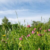 Blumenwiese.jpg
