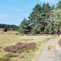 Waldweg durch die Oberoher Heide