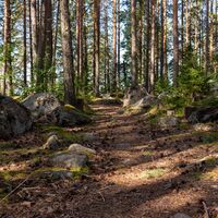 Wald