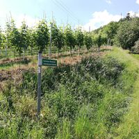 Buchsbaum-Wanderpfad Einstieg in Müden