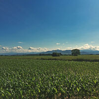 Blick über die Felder im Rheintal und den Schwarzwald
