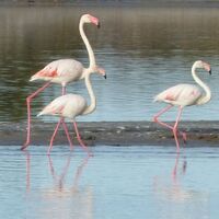Rando des Salines0003 ©CDRP34