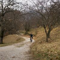 Forststraße durch Kastanien in Drena