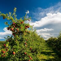 Es geht mitten durchs Apfelland