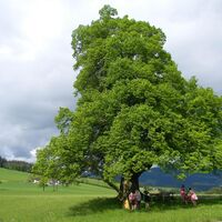 Gschaider Sattel Linde_NUP Pöllauer Tal_Oststeiermark