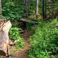 Immer wieder kleine Brücken über Bache