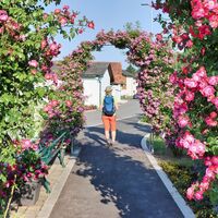 Rosenbögen im Rosarium