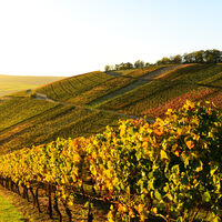 Weinberge im Ahrtal