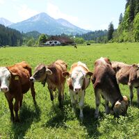 Empfangskomitee beim Kalbelehof