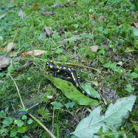 auch einen Feuersalamander bekommen wir zu Gesicht