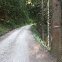 Hier landeten wir wieder auf der Forststrasse