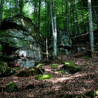 Schattiger Wald